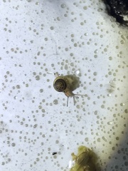 Kaliella depressa