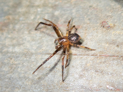Pycnaxis