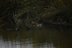 Anas platyrhynchos