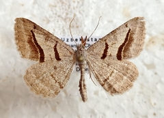Digrammia rippertaria