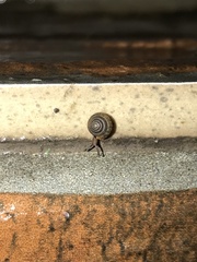 Kaliella depressa