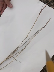 Bothriochloa saccharoides