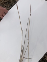 Bothriochloa saccharoides