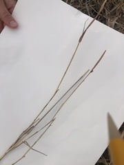Bothriochloa saccharoides