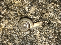 Bradybaena similaris