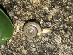 Bradybaena similaris