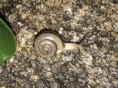 Bradybaena similaris