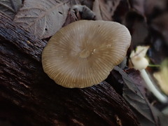 Entoloma blandiodorum