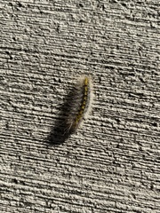 Lophocampa argentata