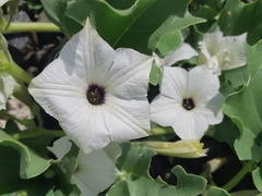 Exodeconus maritimus