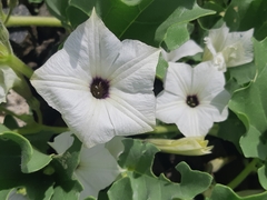 Exodeconus maritimus
