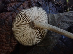 Entoloma blandiodorum