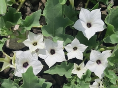 Exodeconus maritimus