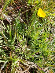 Eschscholzia lobbii
