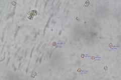 Entoloma blandiodorum