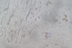 Entoloma blandiodorum