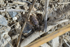 Neocicindela garnerae