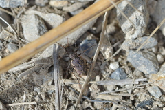 Neocicindela garnerae