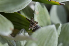 Asterivora antigrapha