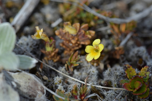Image of Euphrasia cockayneana by (c) Christopher Stephens, some rights reserved (CC BY-SA)