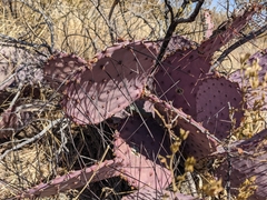 Opuntia azurea