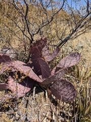 Opuntia azurea