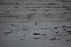 Calidris alba