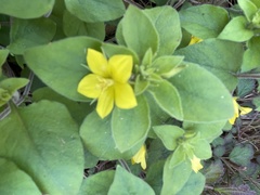 Lysimachia remota