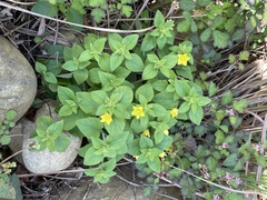 Lysimachia remota