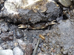 Pseudothelphusa dugesi