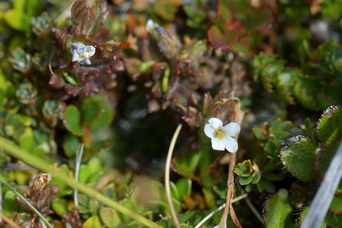 Image of Euphrasia zelandica by (c) Christopher Stephens, some rights reserved (CC BY-SA)