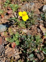 Eschscholzia lobbii