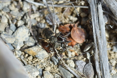 Neocicindela garnerae