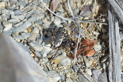 Neocicindela garnerae