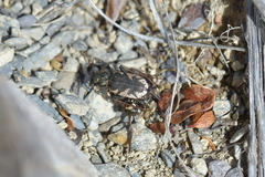 Neocicindela garnerae