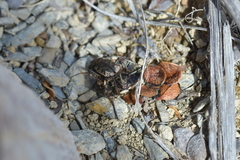 Neocicindela garnerae