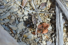 Neocicindela garnerae