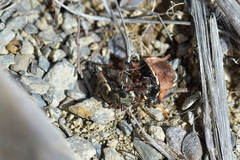 Neocicindela garnerae