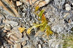 Aciphylla similis