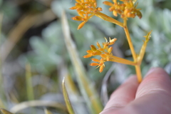 Aciphylla similis
