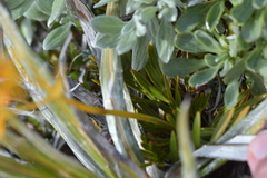 Aciphylla similis