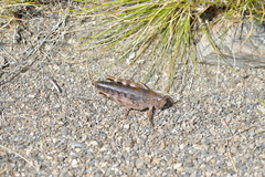 Brachaspis collinus