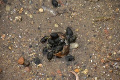 Ilyanassa obsoleta