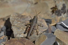 Brachaspis collinus