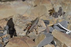 Brachaspis collinus