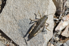 Brachaspis collinus