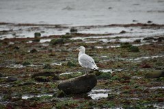Larus argentatus