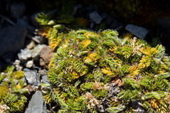 Anisotome imbricata prostrata
