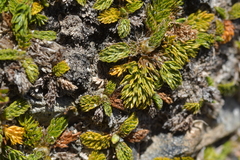 Anisotome imbricata prostrata