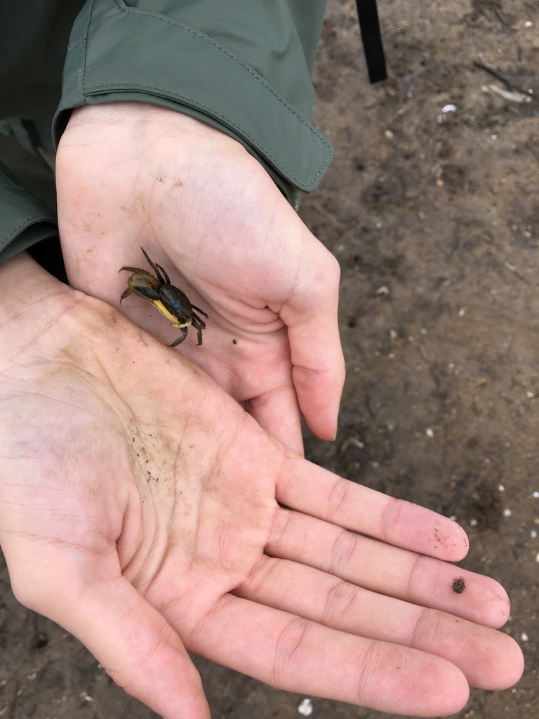 mud-fiddler-crab-from-new-haven-county-ct-usa-on-october-10-2021-at
